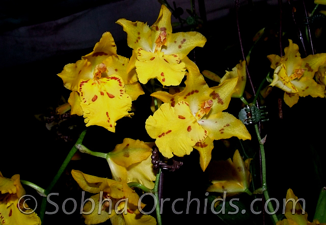 Odontocidium Mayfair FCC/AOS